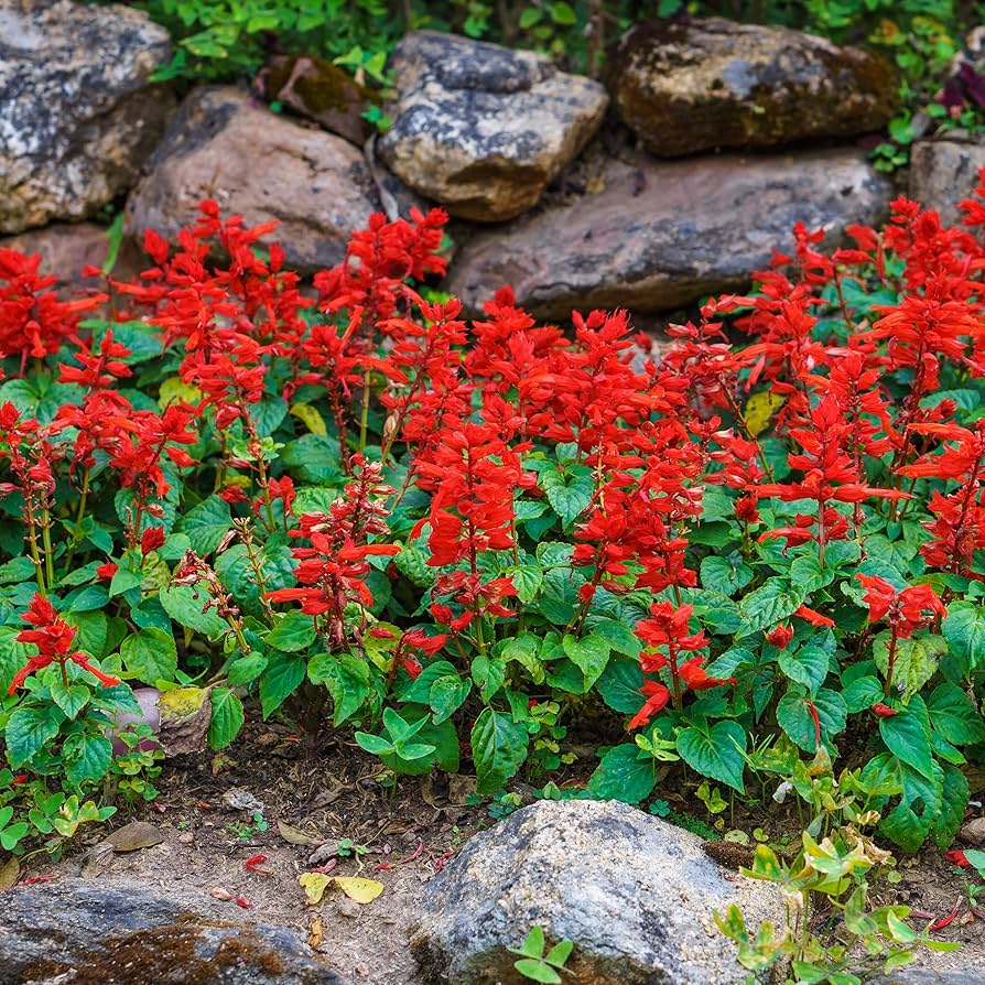 Sage Seeds for Planting  Perennial Garden Beauty - Evergrowseeds