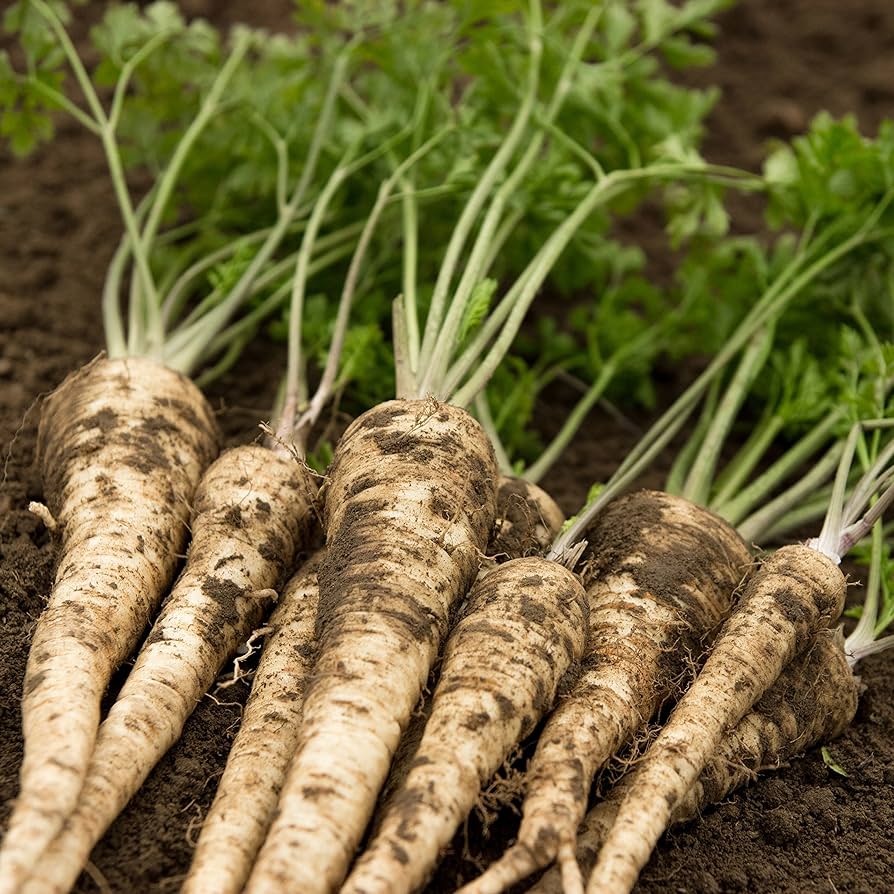 Hamburg Rooted Parsley Petroselinum crispum Seeds for Planting in Vegetable Patch