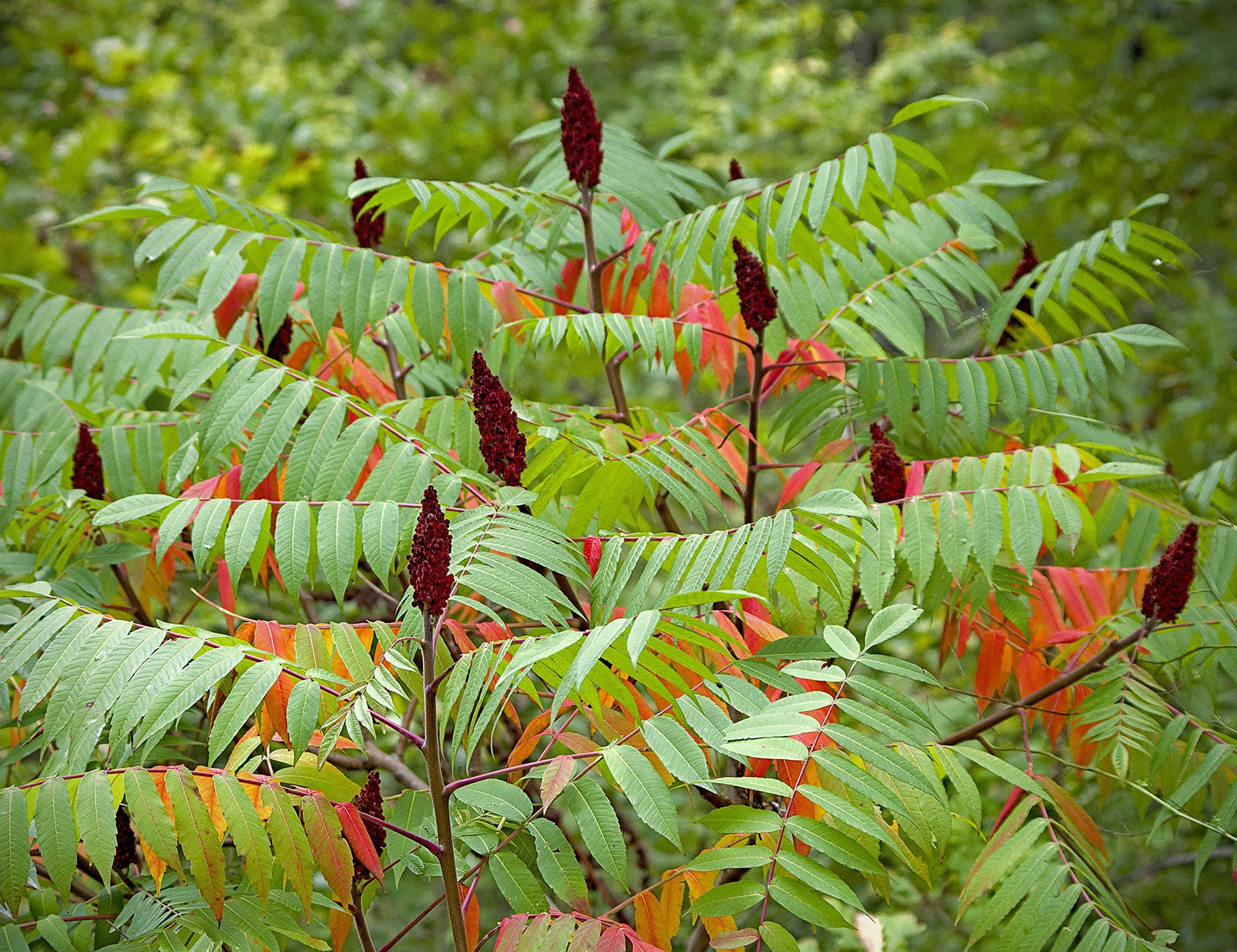 Evergrowseeds sumac Rhus trilobata vegetable plant seeds for landscape planting, showing small seed packets on a white background.