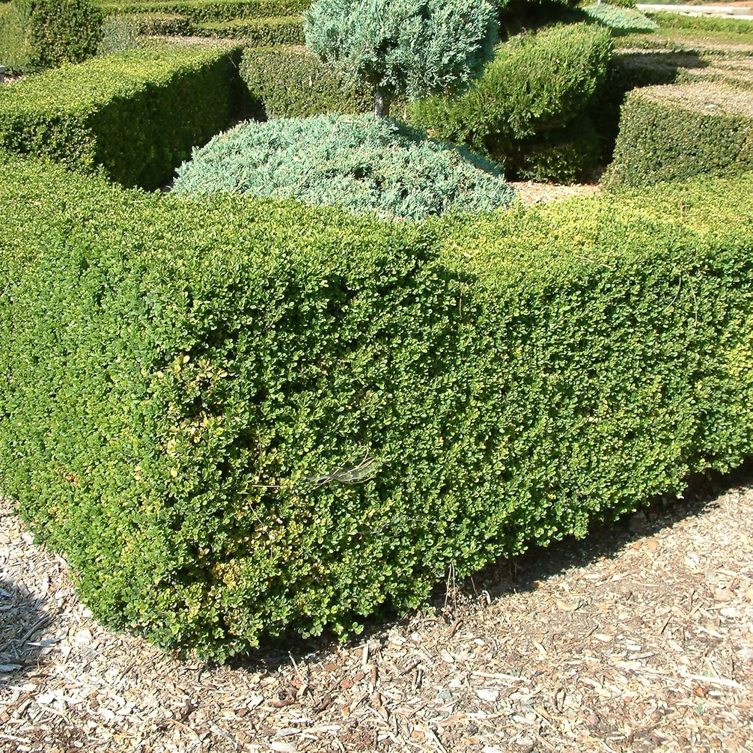 Japanese Boxwood Seeds Buxus Microphylla Broadleaf Evergreen Deer & Rabbit Resistant Low
