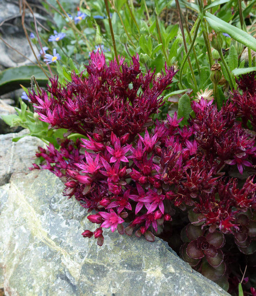 Pink Sedum Voodoo Flower seeds for Planting - Colorful Display, Heirloom & GMO Free Seeds for Home Garden