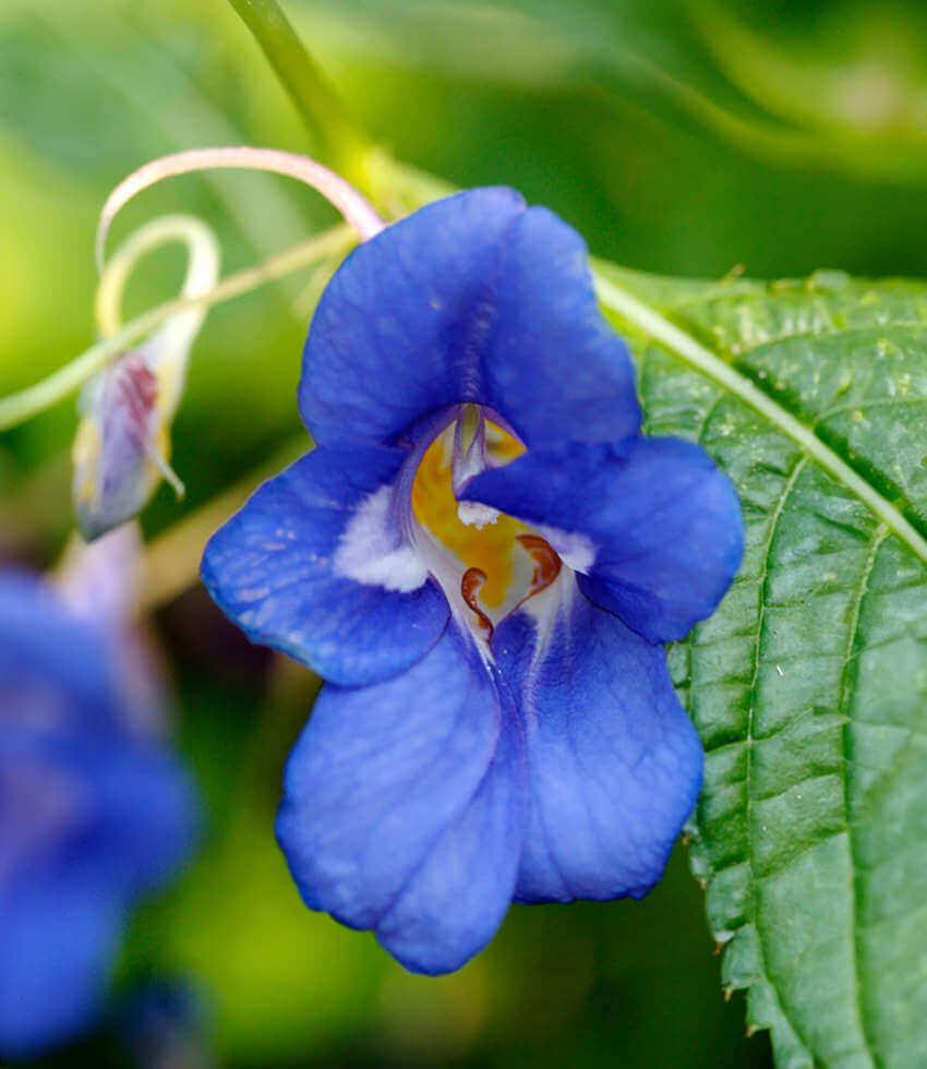 Blue Impatiens Flower seeds for Planting - Sun Loving, Heirloom & GMO Free Seeds for Home Garden