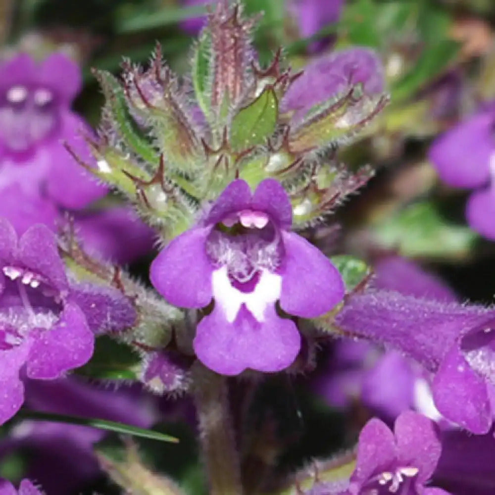 Lavender Abelia Flower seeds for Planting - Low Maintenance, Heirloom & GMO Free Seeds for Home Garden