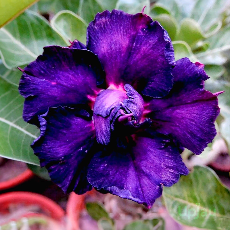 Adenium Obesum Flower seeds for Planting Low Maintenance Heirloom & GMO Free Seeds for Home Garden