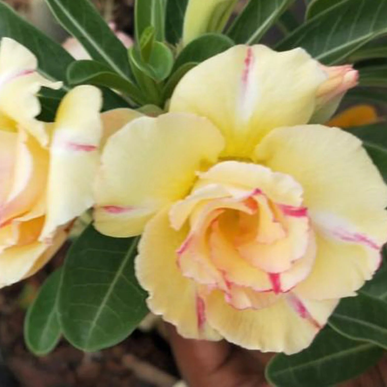 Light Yellow Adenium Obesum Flower seeds for Planting Hardy Variety Heirloom & GMO Free Seeds for Home Garden