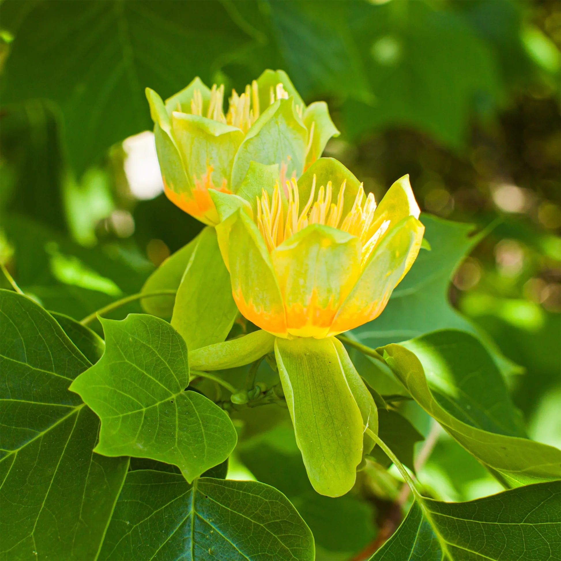 Tulpenbaum Flower seeds for Planting - Sun Loving, Heirloom & GMO Free Seeds for Home Garden