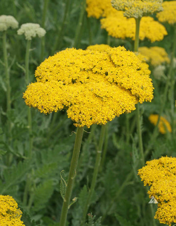 Yellow Yarrow Flower seeds for Planting - Seasonal Bloomer, Heirloom & GMO Free Seeds for Home Garden