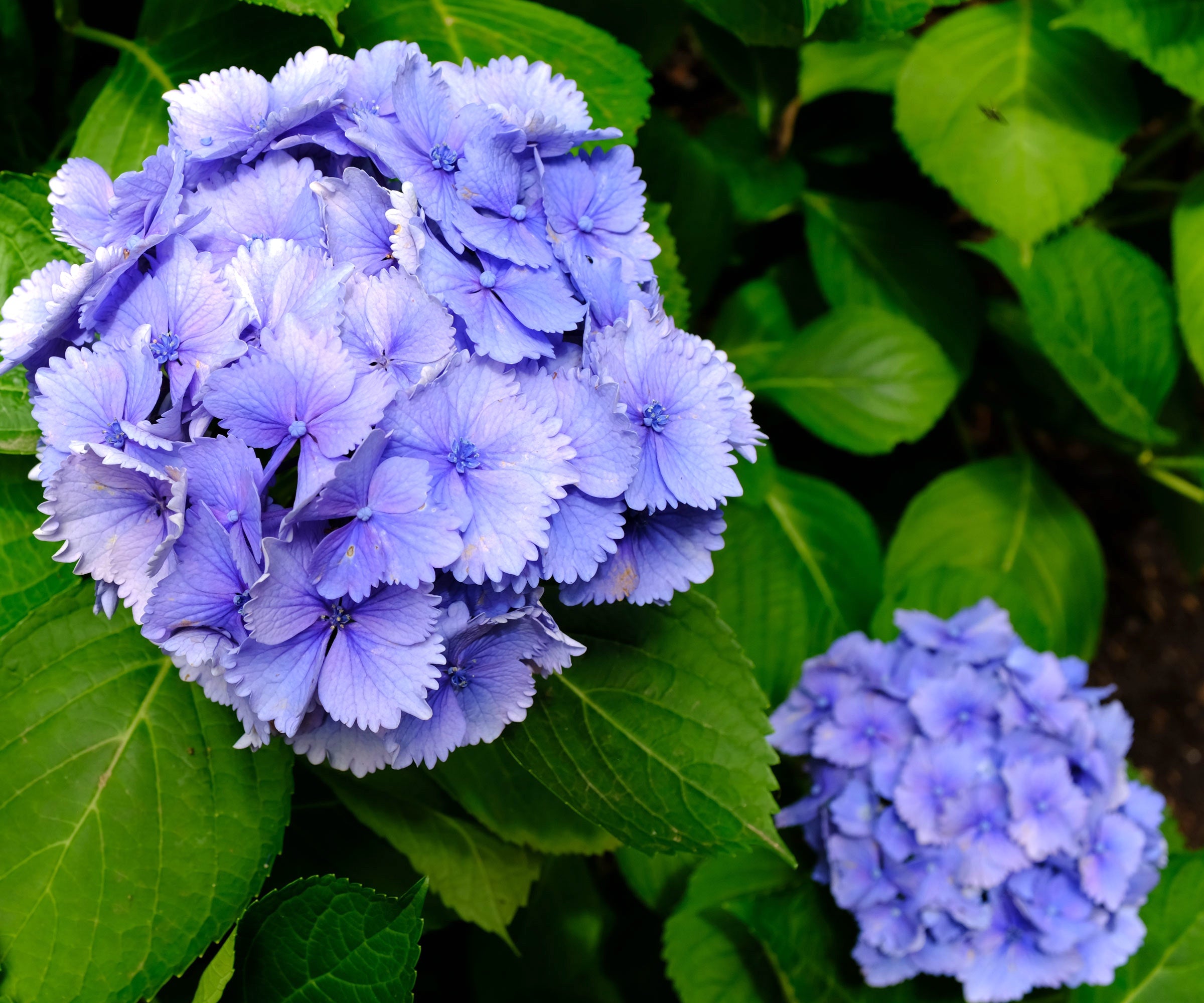 Lavender Hydrangea Flower seeds for Planting - Perfect for Borders, Heirloom & GMO Free Seeds for Home Garden