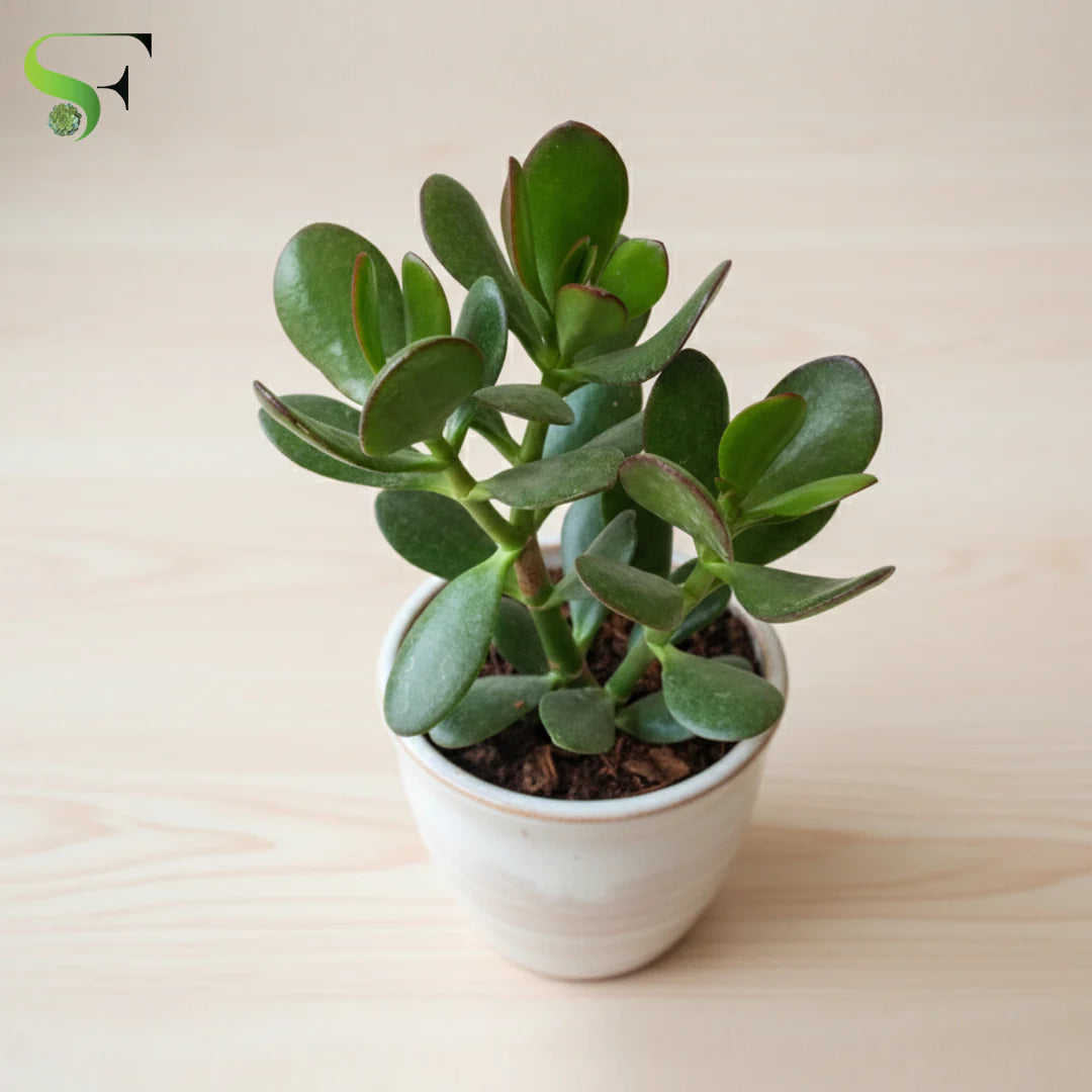 Crassula Flower seeds for Planting - Drought Tolerant, Heirloom & GMO Free Seeds for Home Garden