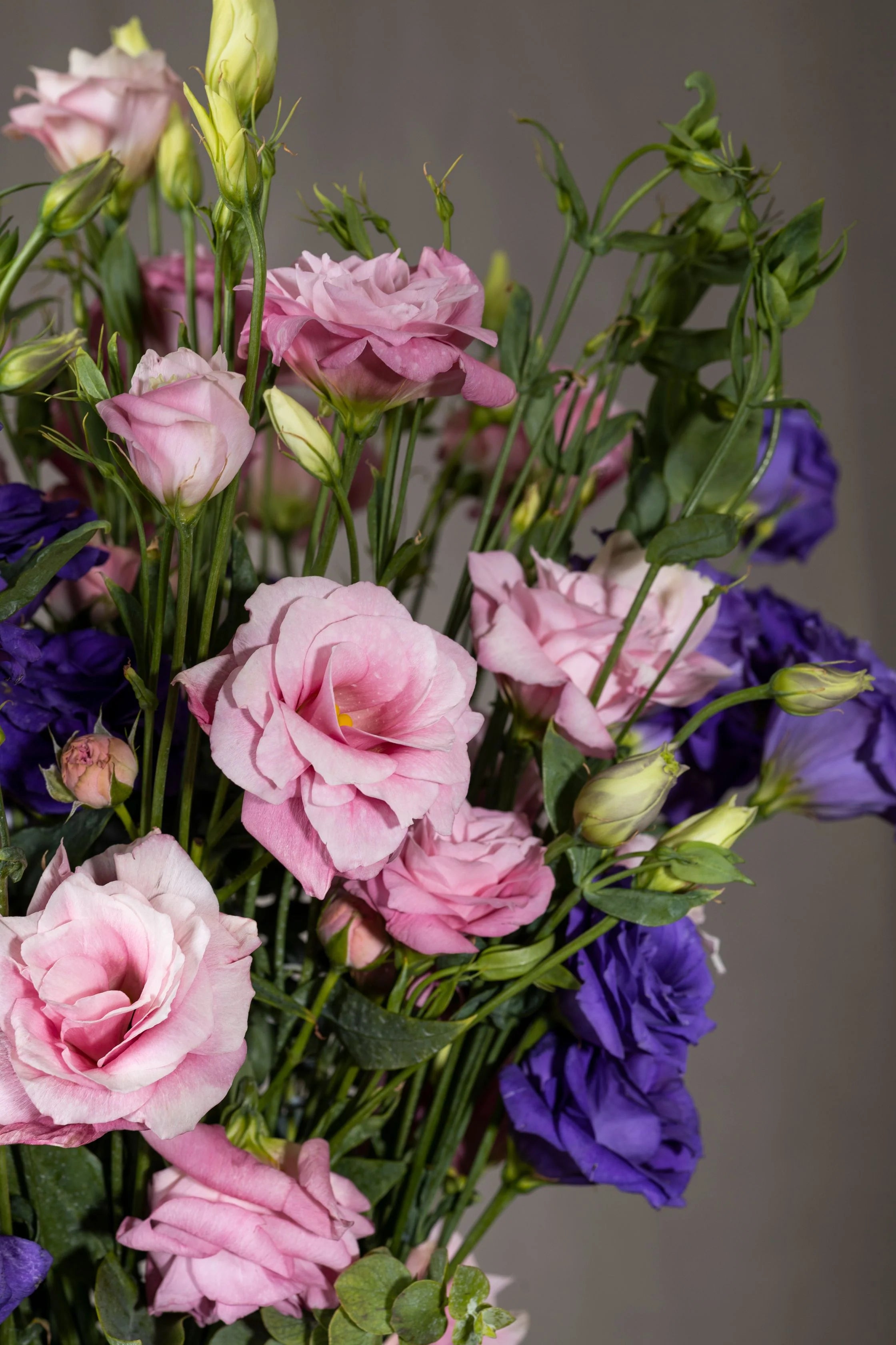 Mixed Lisianthus Sapphire Flower seeds for Planting - Seasonal Bloomer, Heirloom & GMO Free Seeds for Home Garden