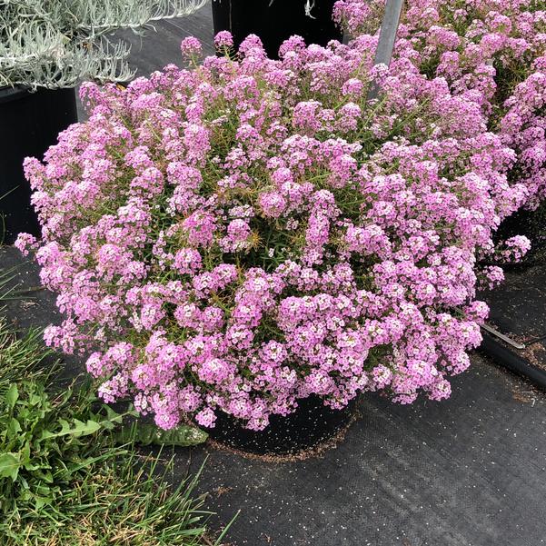 Pink Lobularia Flower seeds for Planting - Fragrant Blossoms, Heirloom & GMO Free Seeds for Home Garden