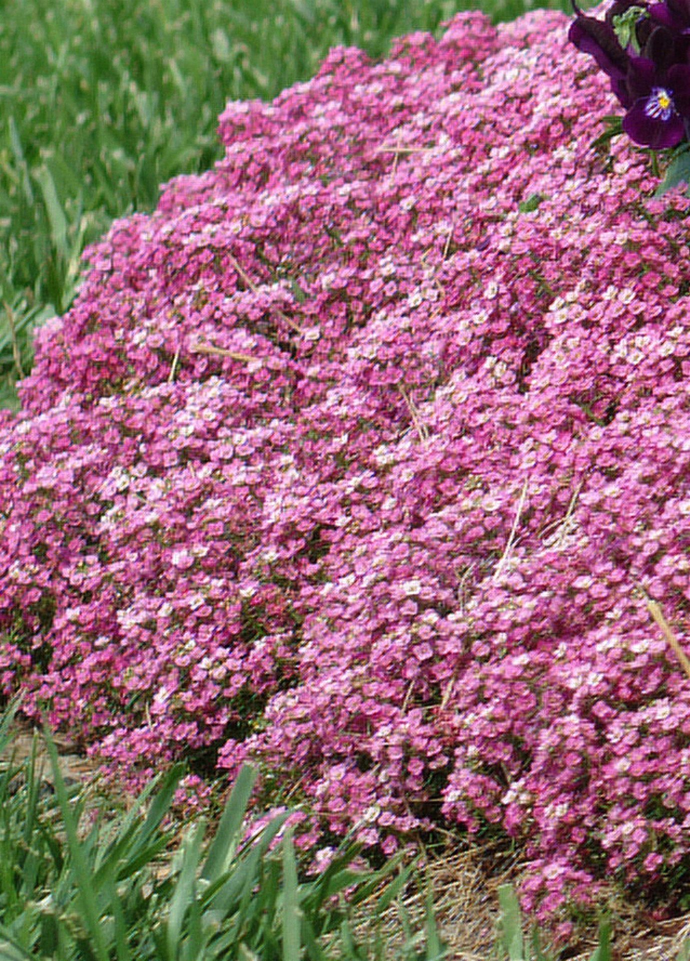 Pink Lobularia Flower seeds for Planting - Fragrant Blossoms, Heirloom & GMO Free Seeds for Home Garden