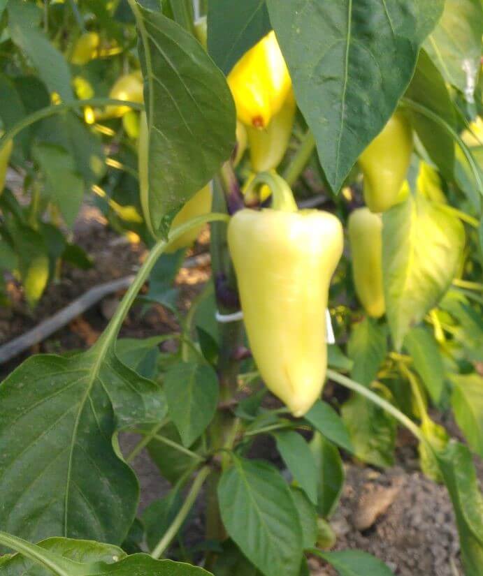 Ungarische Weisse Vegetable Seeds: Premium Quality for Your Garden