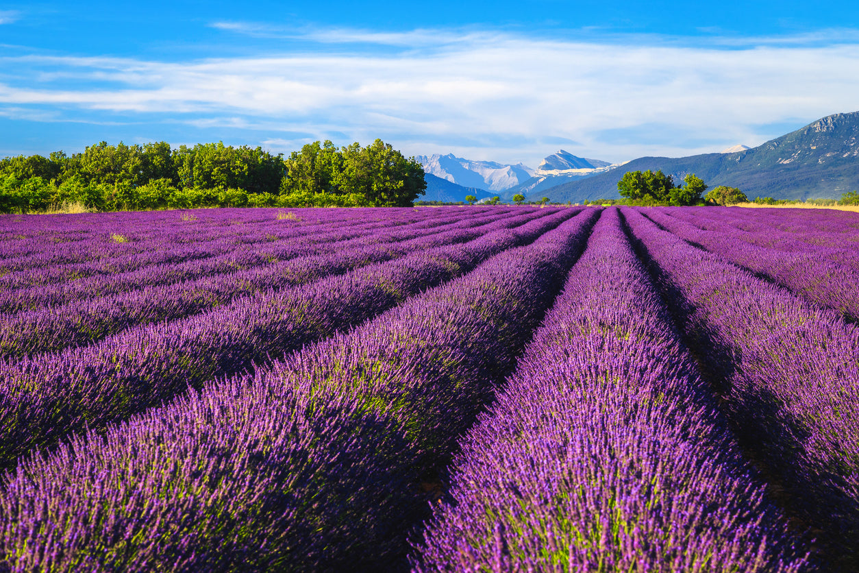 Provence Lavender Planting Seeds - Grow Elegant Perennial Flowers - Evergrowseeds
