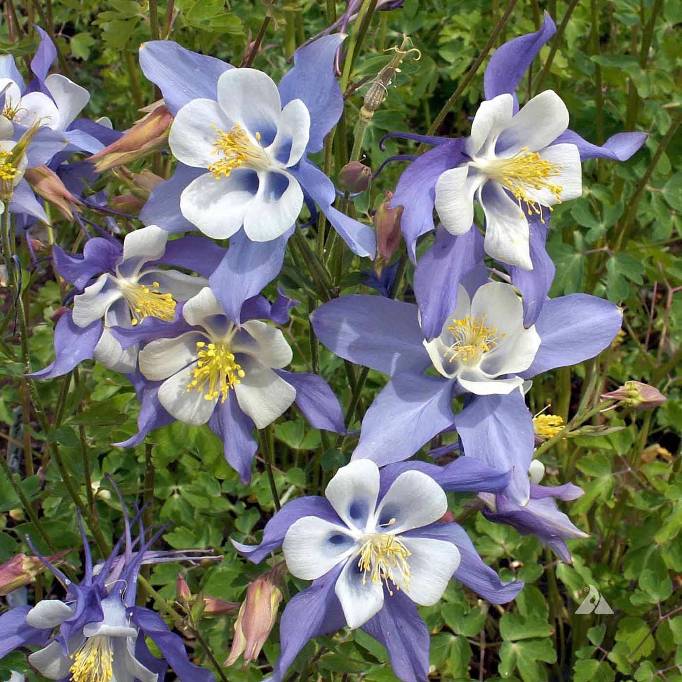 Aquilegia Coerulea Seeds for Planting - Blue & White Flowers