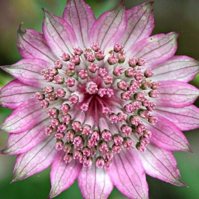 Pink Astrantia Flower seeds for Planting - Premium Quality, Heirloom & GMO Free Seeds for Home Garden