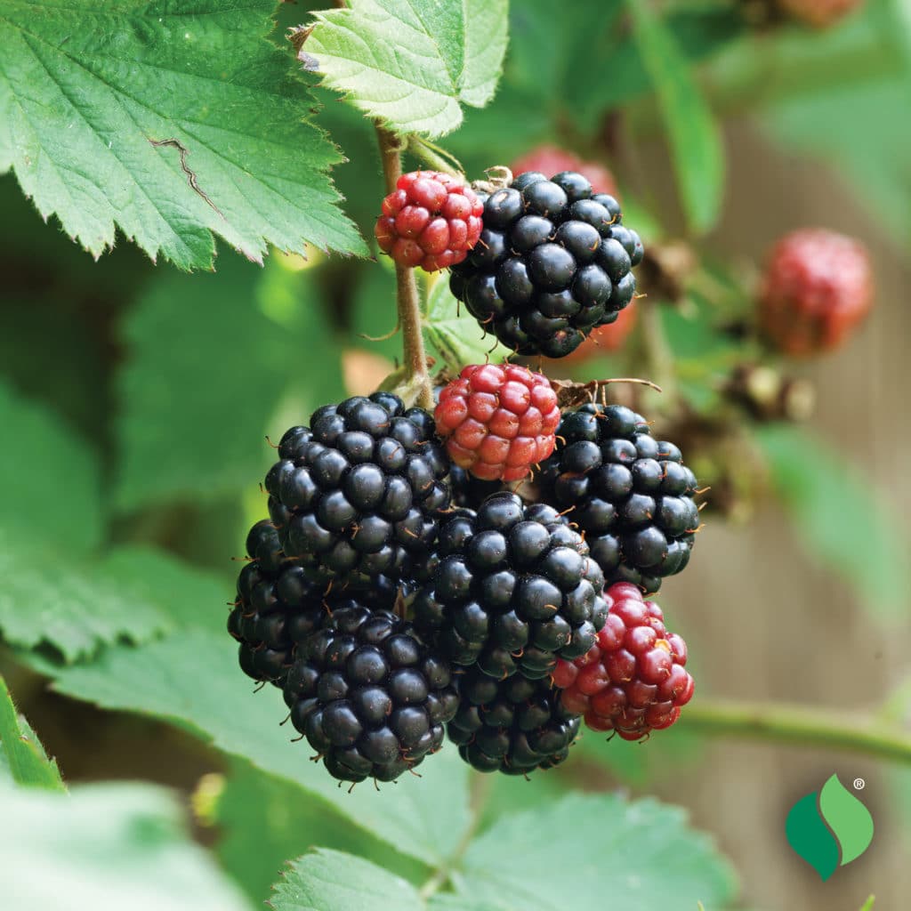 Dewberry Fruit Seeds for Planting - Grow Juicy Berries at Home