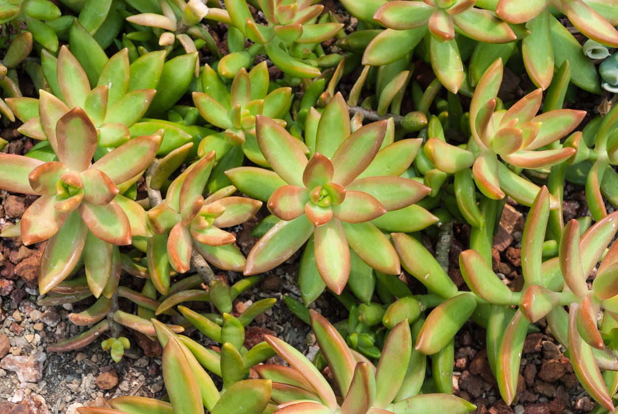 Stonecrop Succulent Plant Planting Seeds