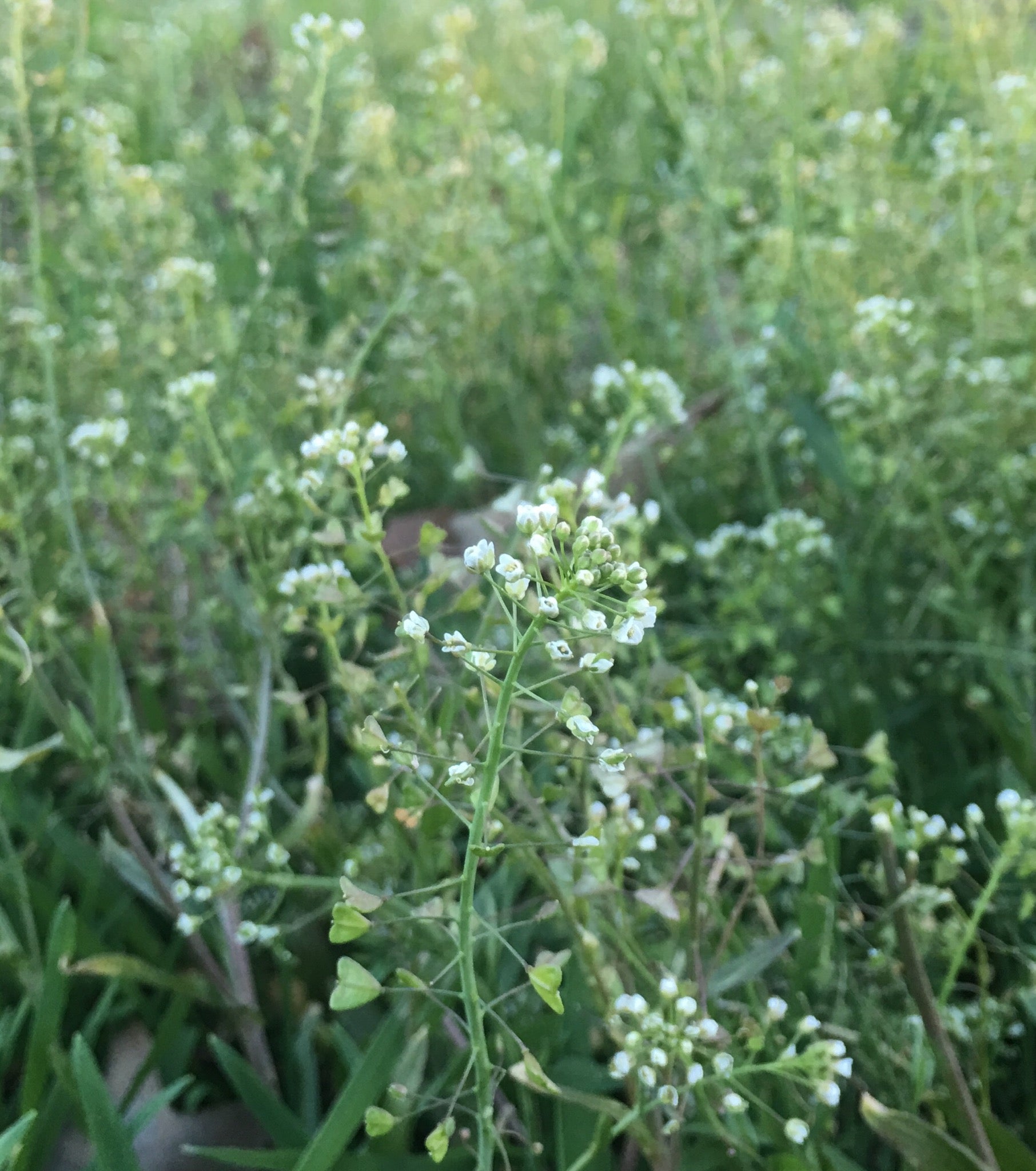 Green Shepherd's Purse Seeds for Easy Planting