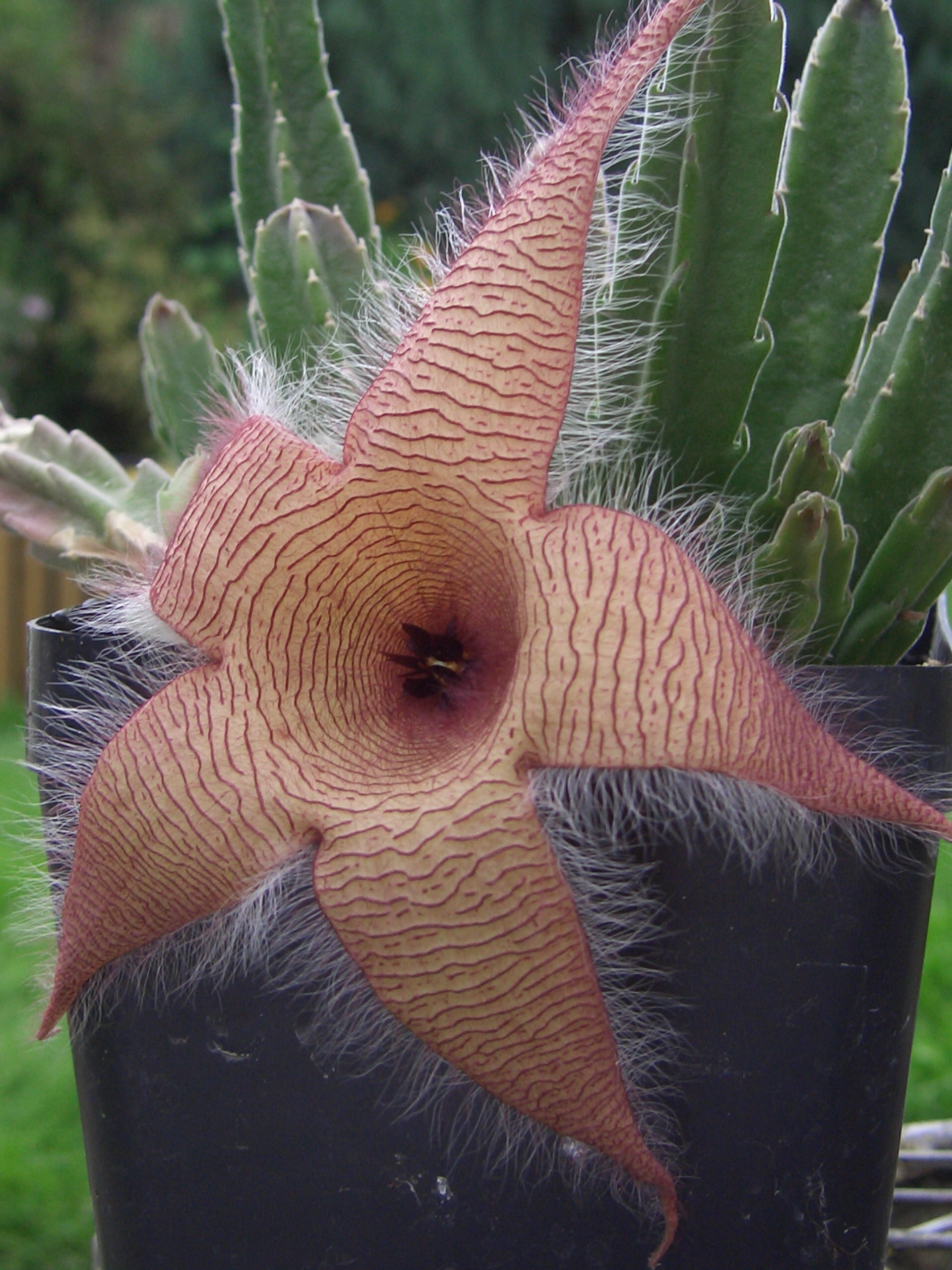 Stapelia Gigantea Plant Seeds for Gardening & Planting: Grow Unique Starfish Flowers in Your Garden