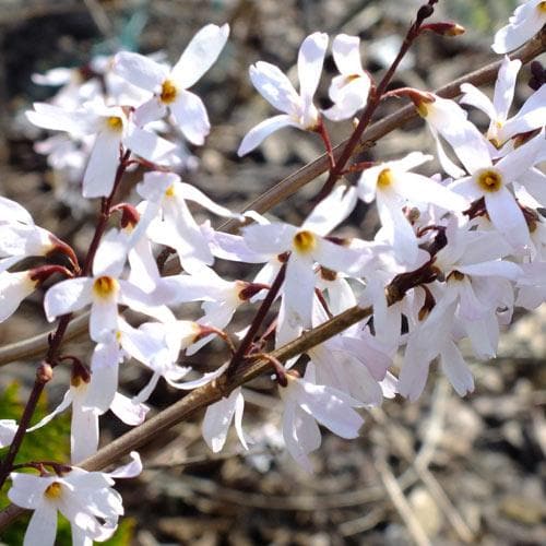 White Forsythia - Abeliophyllum distichum Flower seeds for Planting - Easy to Grow, Heirloom & GMO Free Seeds for Home Garden