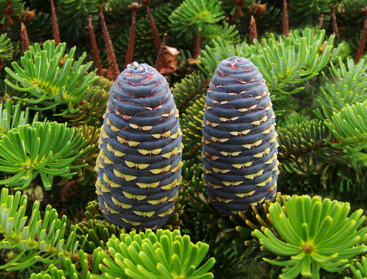 Purple Abies Koreana Flower seeds for Planting - Sun Loving, Heirloom & GMO Free Seeds for Home Garden