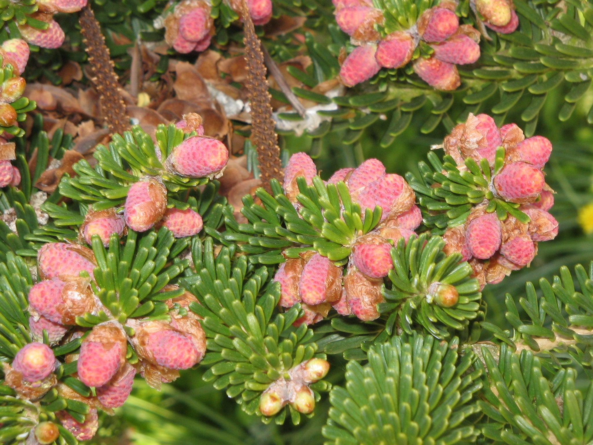 Abies Koreana Flower seeds for Planting - Shade Tolerant, Heirloom & GMO Free Seeds for Home Garden