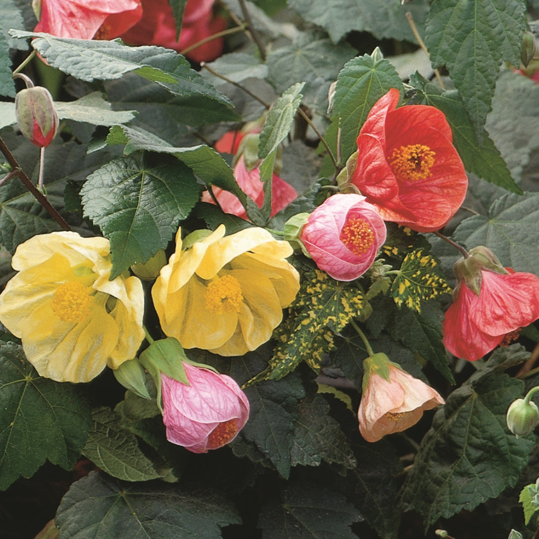 Mixed Abutilon Flower seeds for Planting - Bright Blooms, Heirloom & GMO Free Seeds for Home Garden