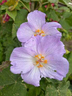 Purple Abutilon Striatum Flower seeds for Planting - Compact Growth, Heirloom & GMO Free Seeds for Home Garden