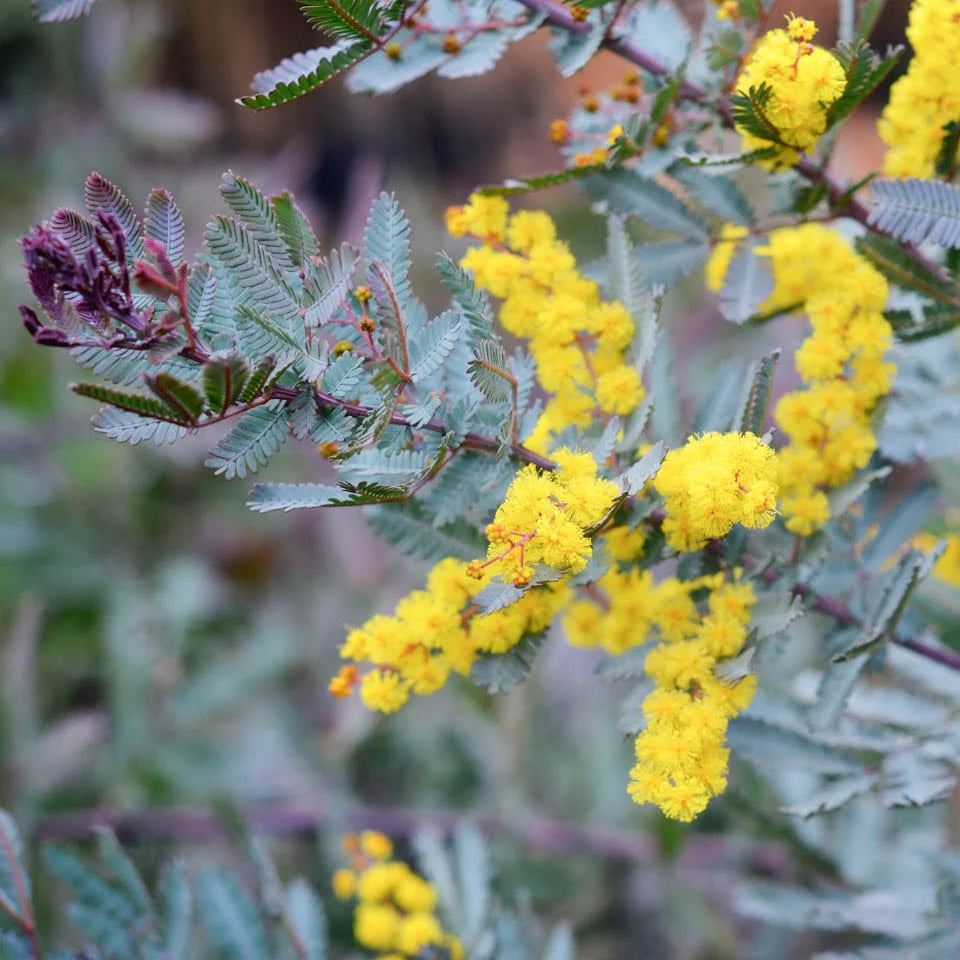 Acacia Yellow Perennial Flower Seeds for Planting | Easy to Grow Garden Seeds - Evergrowseeds