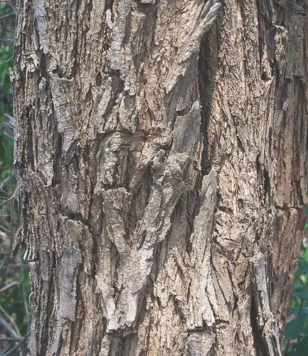 Acacia Catechu Seeds For Planting | Hardy Hardwood Tree Plant Seeds