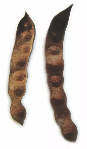 Acacia Catechu Seeds For Planting | Hardy Hardwood Tree Plant Seeds
