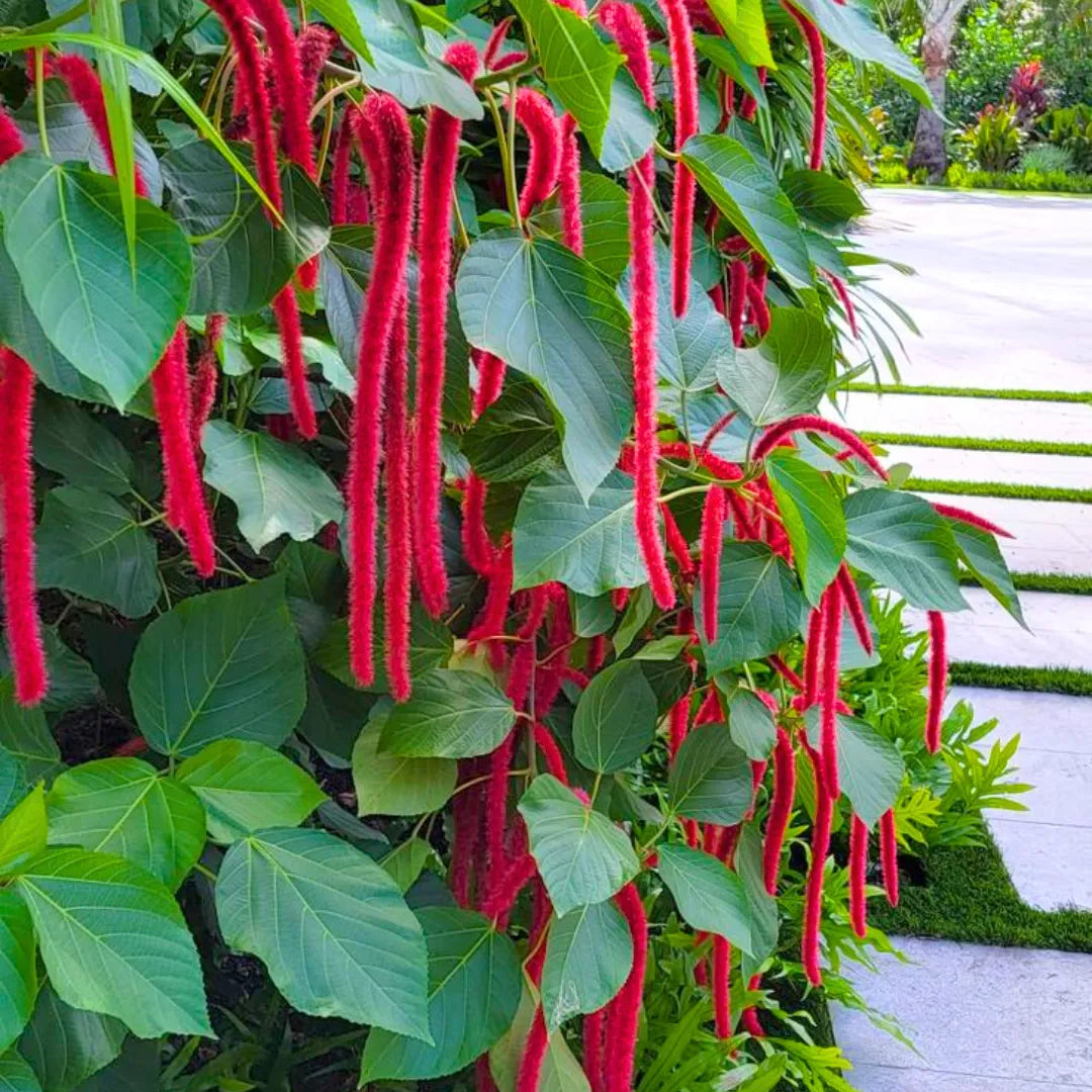 Pink Acalypha Chenille Flower seeds for Planting - Pollinator Friendly, Heirloom & GMO Free Seeds for Home Garden