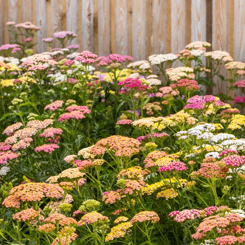 Mixed Achillea Millefolium Flower seeds for Planting - Vibrant Colors, Heirloom & GMO Free Seeds for Home Garden