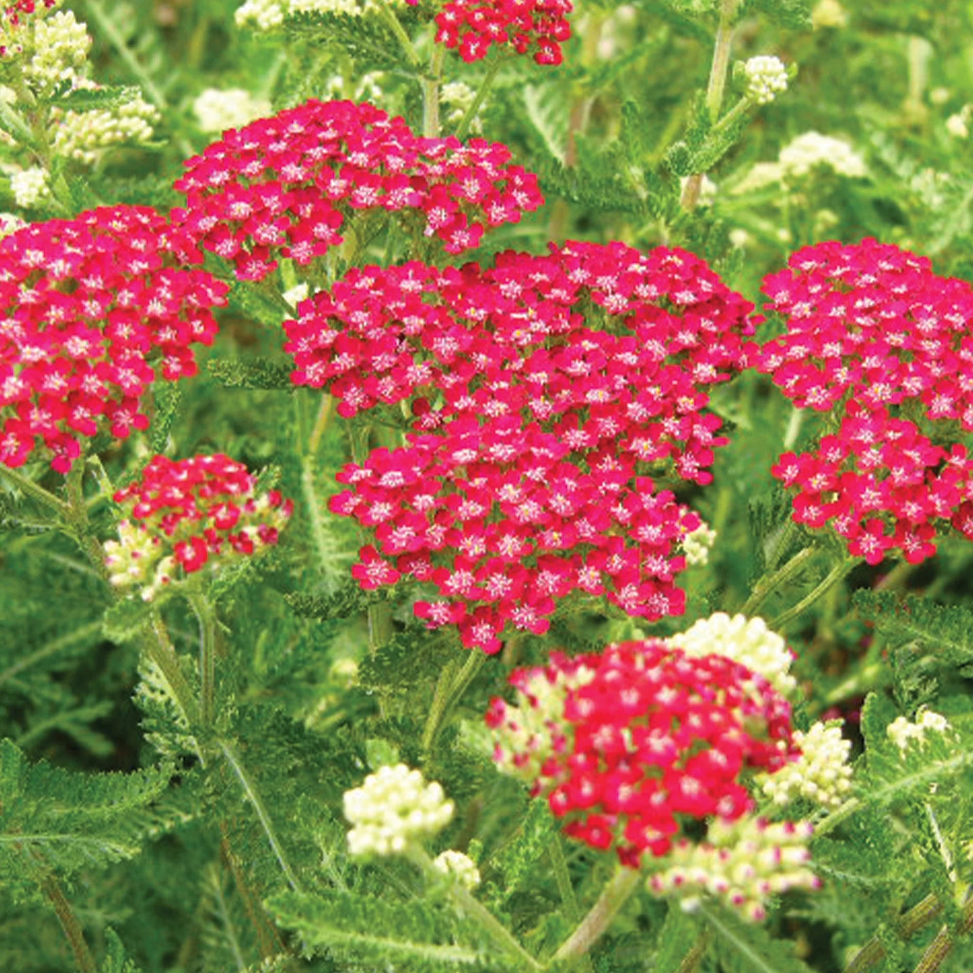 Red Yarrow Flower seeds for Planting - Cottage Garden Essential, Heirloom & GMO Free Seeds for Home Garden