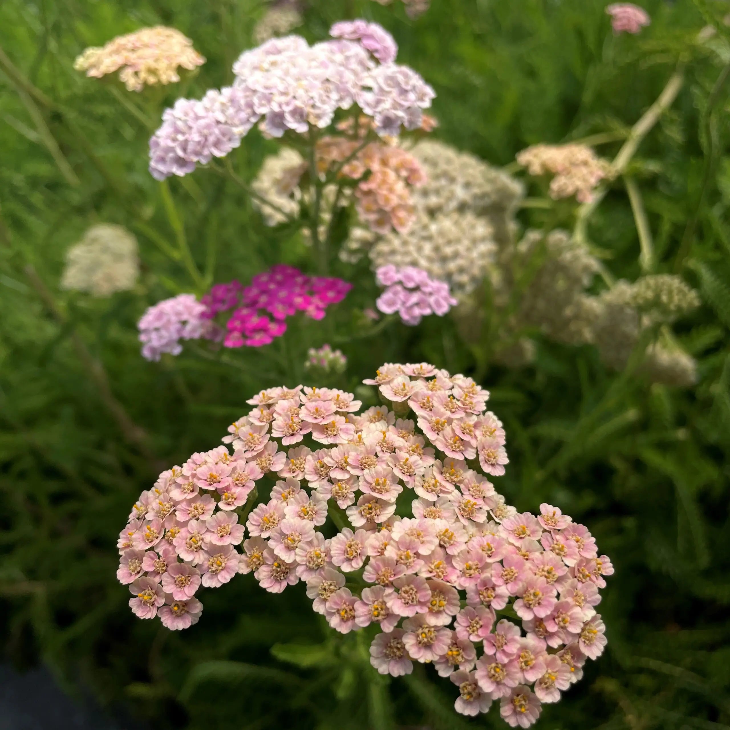Heirloom Yarrow Achillea Flower seeds for Planting Colorful Display Heirloom & GMO Free Seeds for Home Garden