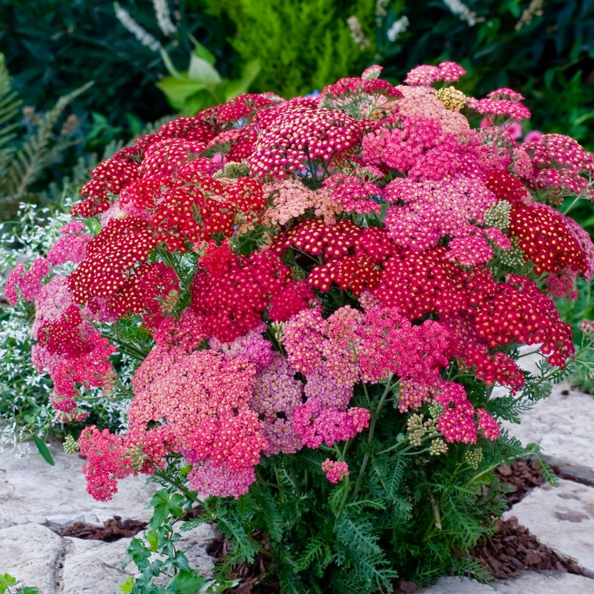 Mixed Achillea Millefolium Flower seeds for Planting - Vibrant Colors, Heirloom & GMO Free Seeds for Home Garden