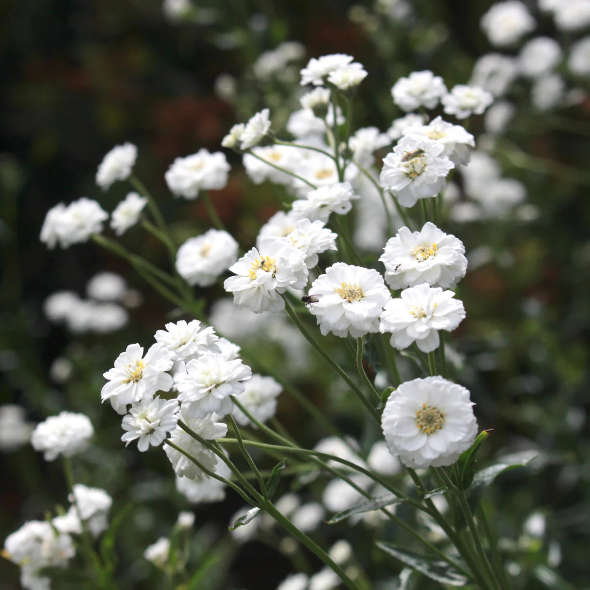 White Ptarmica Flower seeds for Planting - Vibrant Colors, Heirloom & GMO Free Seeds for Home Garden
 
 Sale