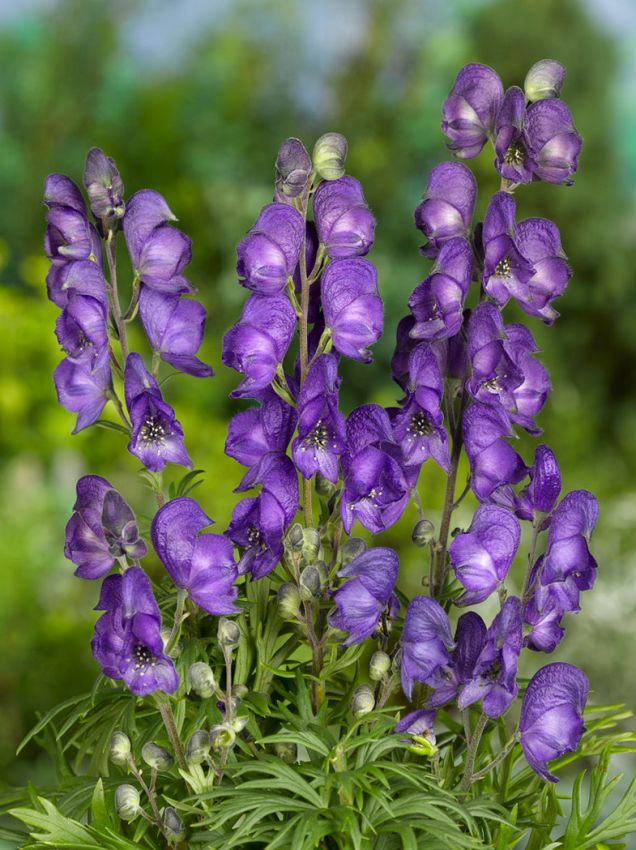 Aconite Flower seeds for Planting - Long Bloom Season, Heirloom & GMO Free Seeds for Home Garden
