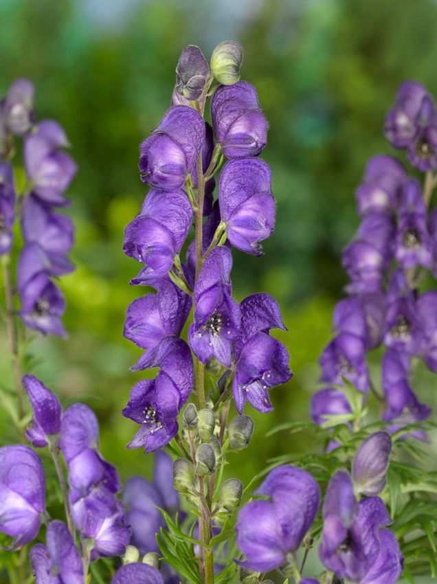 Aconitum Flower seeds for Planting - Perfect for Borders, Heirloom & GMO Free Seeds for Home Garden