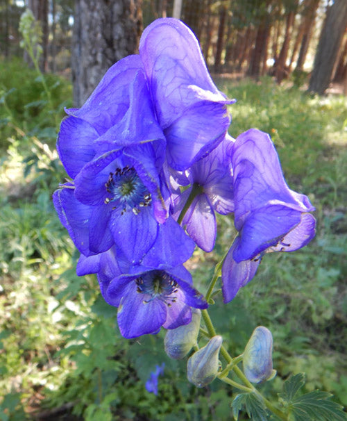 Blue Carmichaelii Flower seeds for Planting - Fragrant Blossoms, Heirloom & GMO Free Seeds for Home Garden