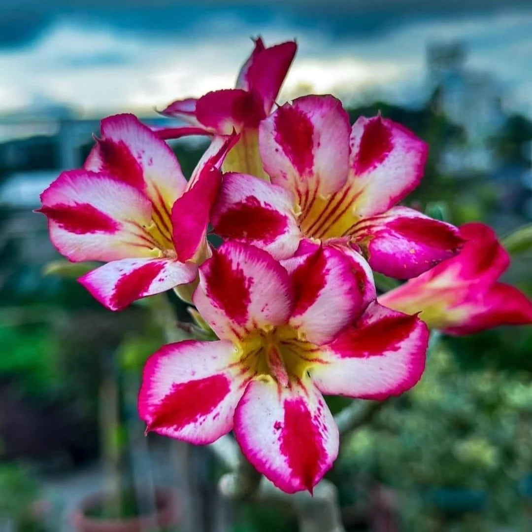 Pink and White Adenium Obesum Flower Seeds for Planting