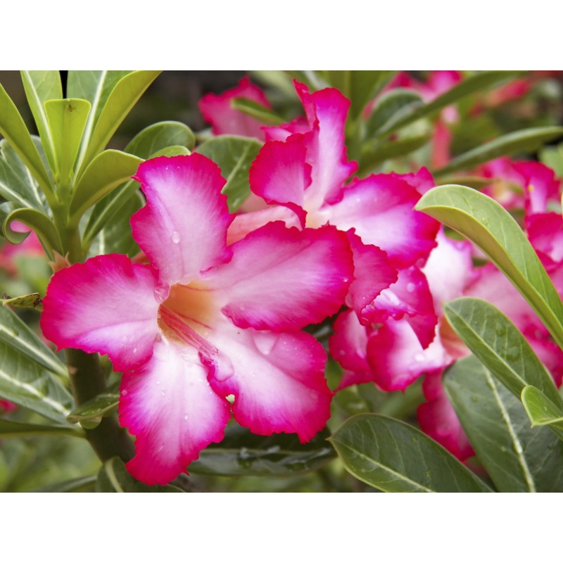 Desert rose garden seeds for outdoor/indoor planting