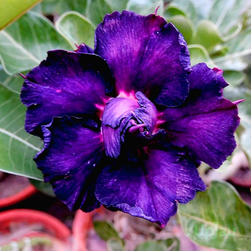 Non GMO purple Adenium Obesum seeds