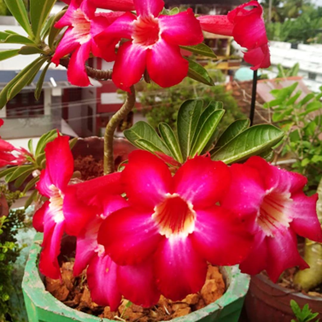 Red Pink Adenium Flower Seeds for Planting Drought Tolerant Heirloom & GMO Free Seeds for Home Garden
 
 Sale