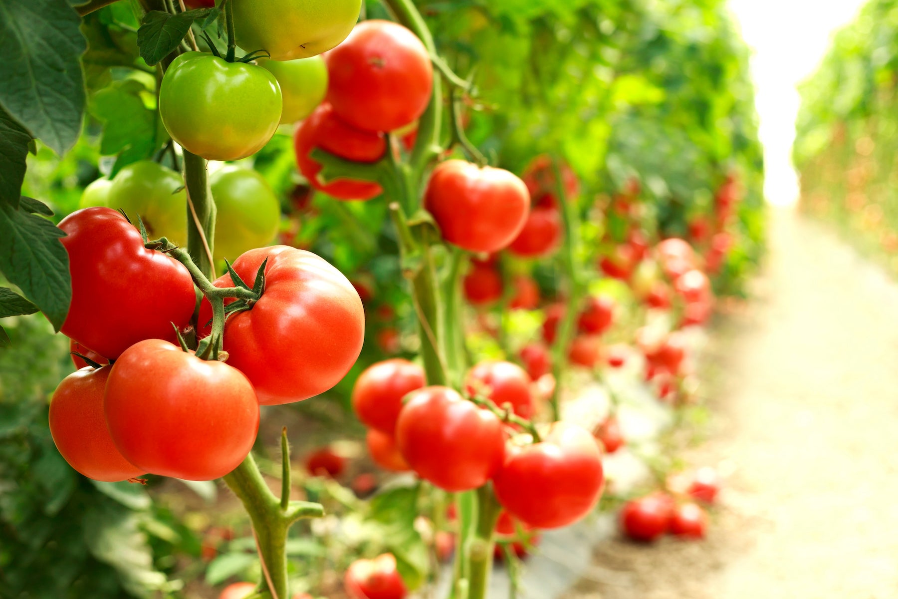 Bella Rosa Vffna Tomato Solanum lycopersicum Seeds for Planting in Vegetable Patch