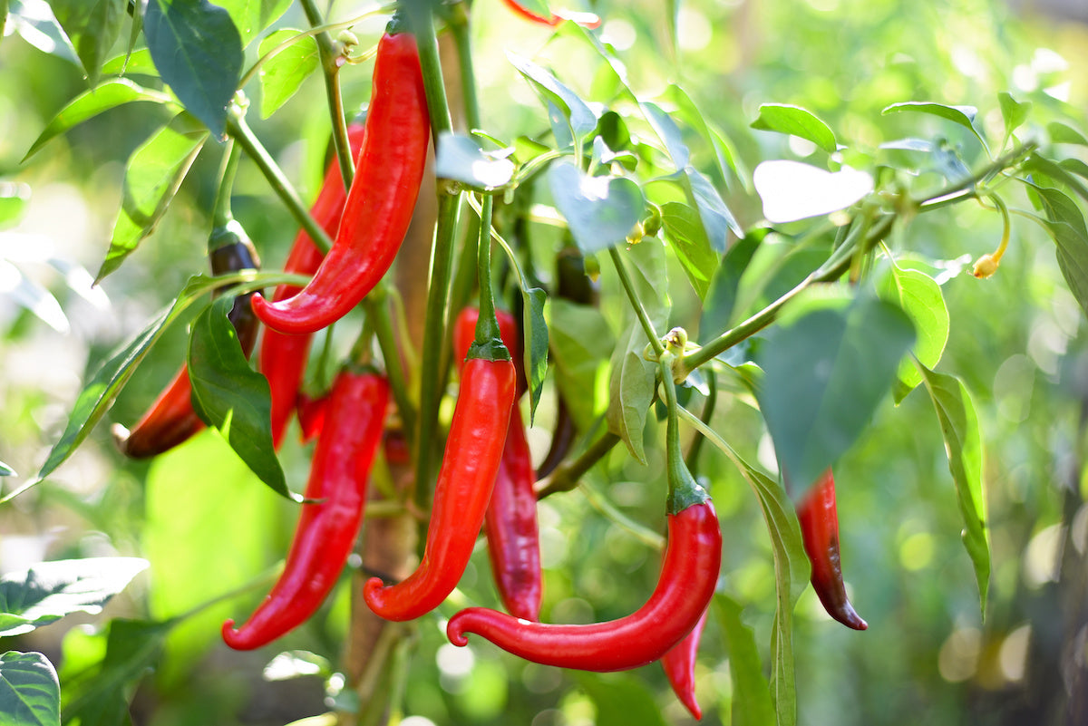 Cayenne Pepper Seeds: Planting Guide for Successful Growth