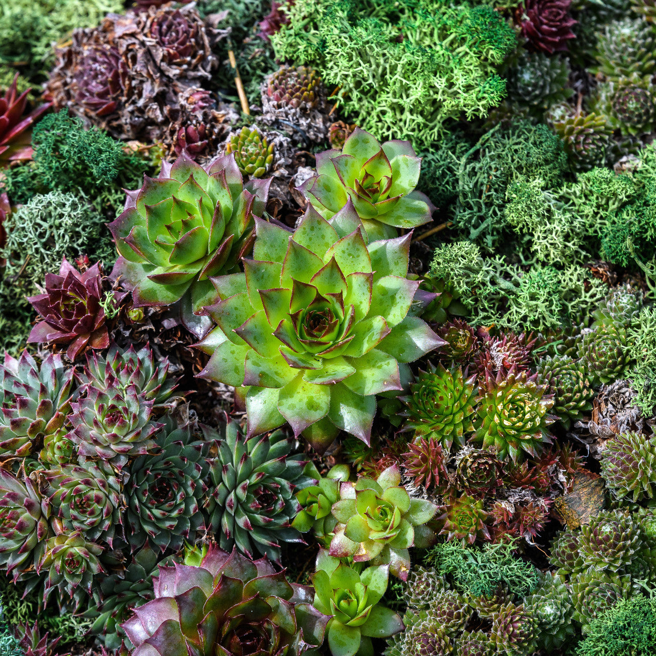 Mixed Sempervivum Flower seeds for Planting - Long Bloom Season, Heirloom & GMO Free Seeds for Home Garden