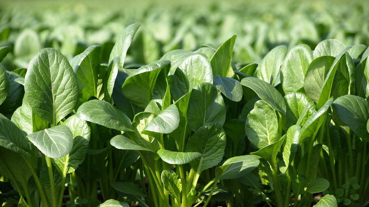 Green Komatsuna Vegetable Seeds for Easy Planting