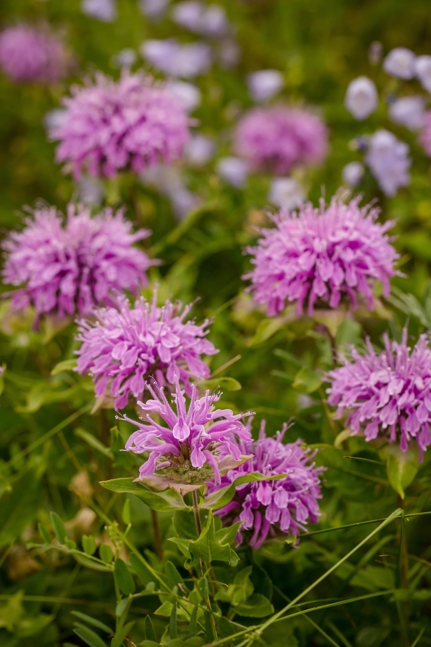 Lavender Beebal Flower seeds for Planting - Perfect for Borders, Heirloom & GMO Free Seeds for Home Garden